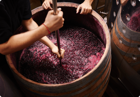 winemaker pressing grapes into wine